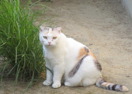 中宮寺の猫　1