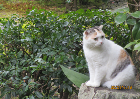 中宮寺の猫　4